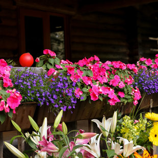 2017.07.23 - rīts pēc kāzām