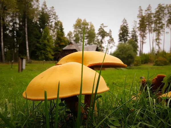 2017. gada rudenī
