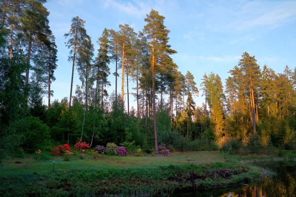 2019.05 - rododendru laiks