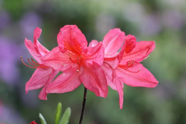 2019.05 - rododendru laiks