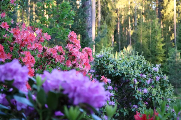2019.05 - rododendru laiks