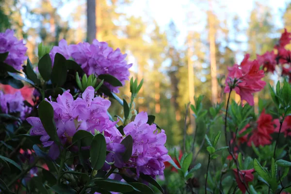 2019.05 - rododendru laiks