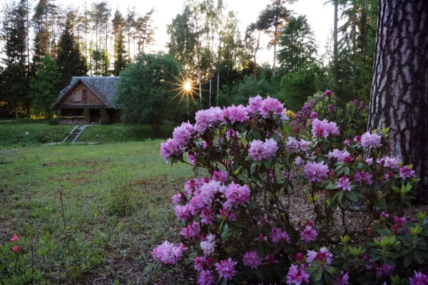 2019.05 - rododendru laiks