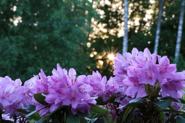 2019.05 - rododendru laiks