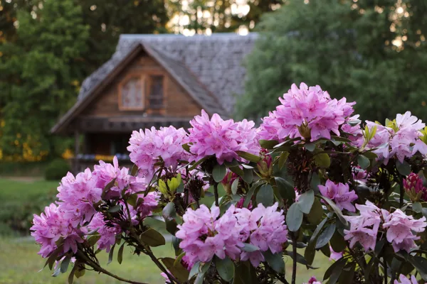 2019.05 - rododendru laiks