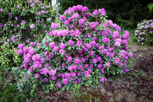 2019.05 - rododendru laiks